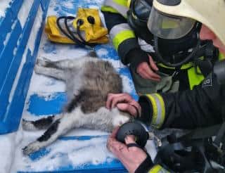 В Кемерове спасатели реанимировали кошку после пожара