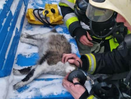В Кемерове спасатели реанимировали кошку после пожара