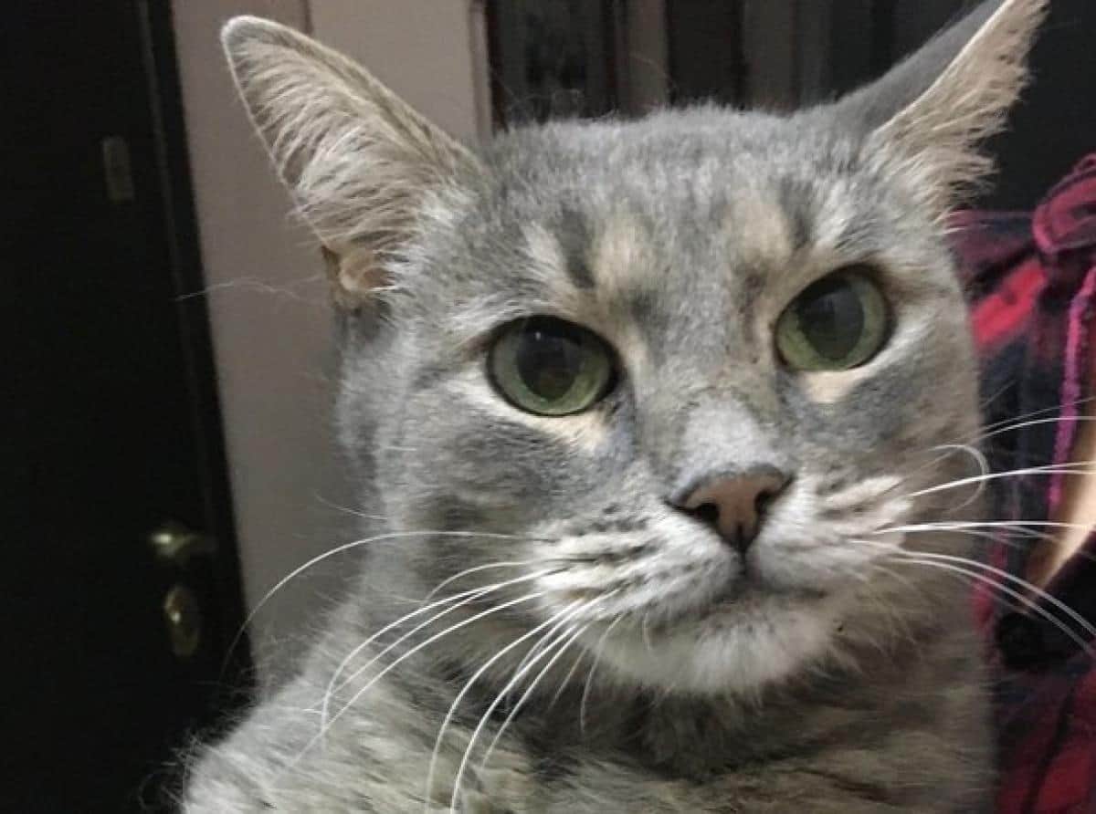 Коммунальщики из Москвы в морозы оставили кошку без дома