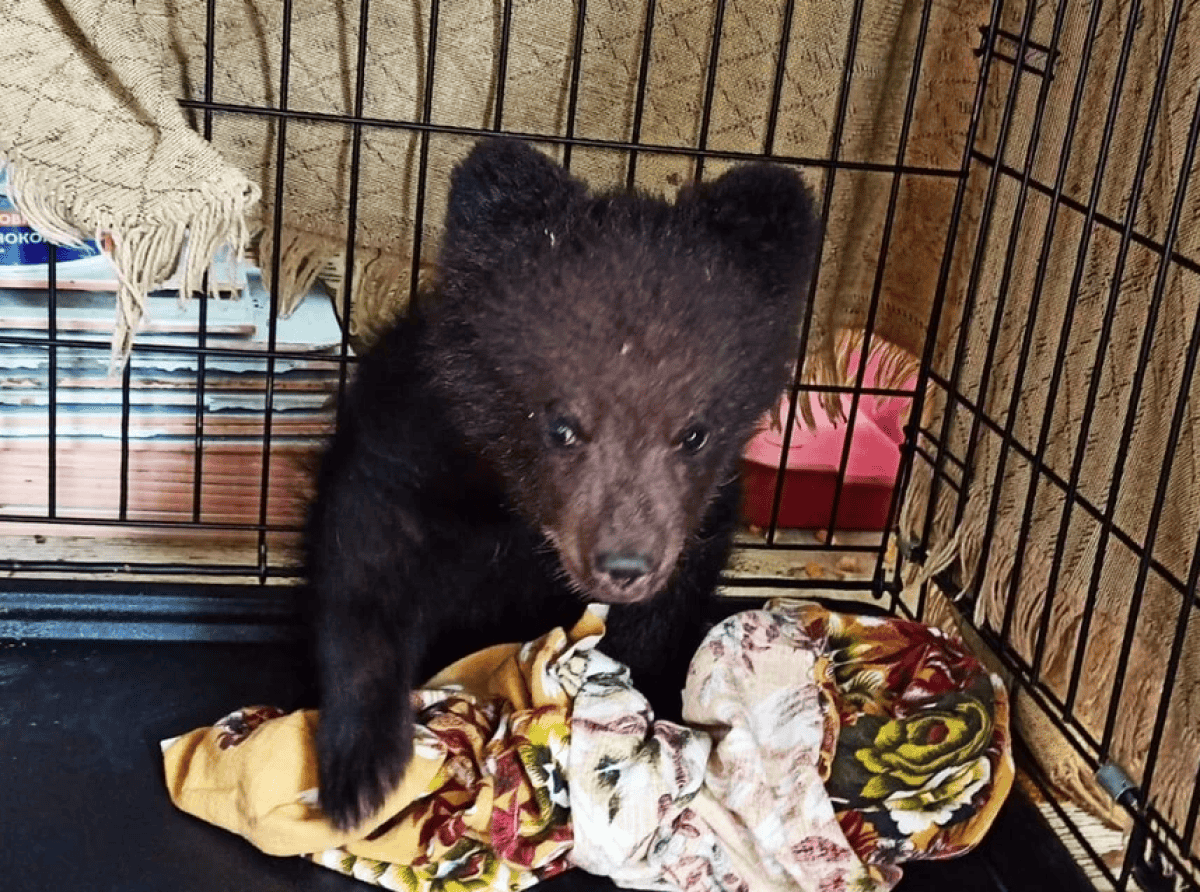 Сибиряки спасли медвежонка Машу, оставшуюся в одиночестве на трассе Иркутск-Улан-Удэ