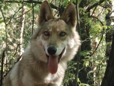 В Челябинской области лесники спасли двухнедельного волчонка