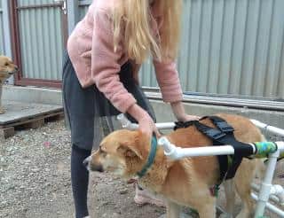 Школьница из Уссурийска мастерит коляски для собак-инвалидов