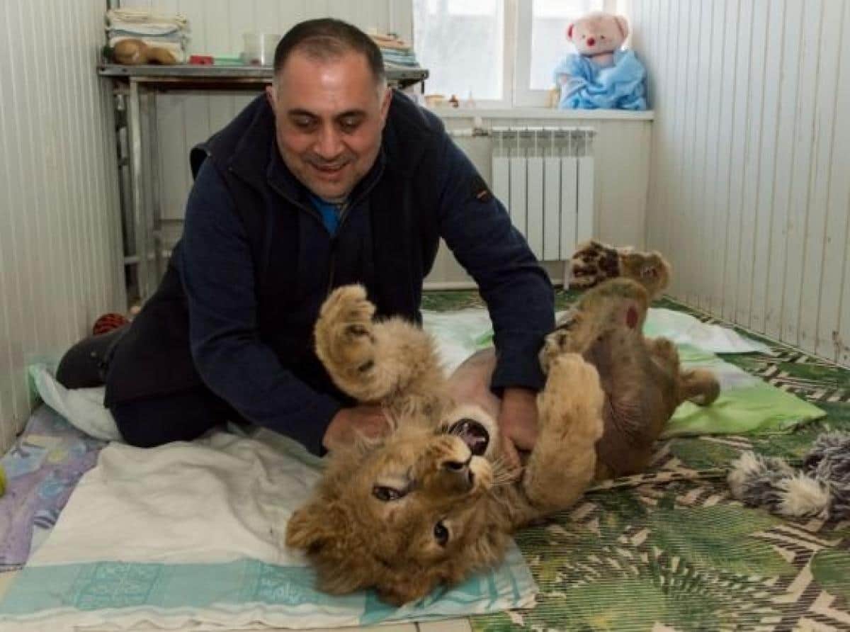 #Симбалетитдомой: Зоозащитник из Челябинска спас умирающего львёнка