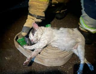 Кот Пузик спас хозяина на пожаре, но сам чуть не погиб