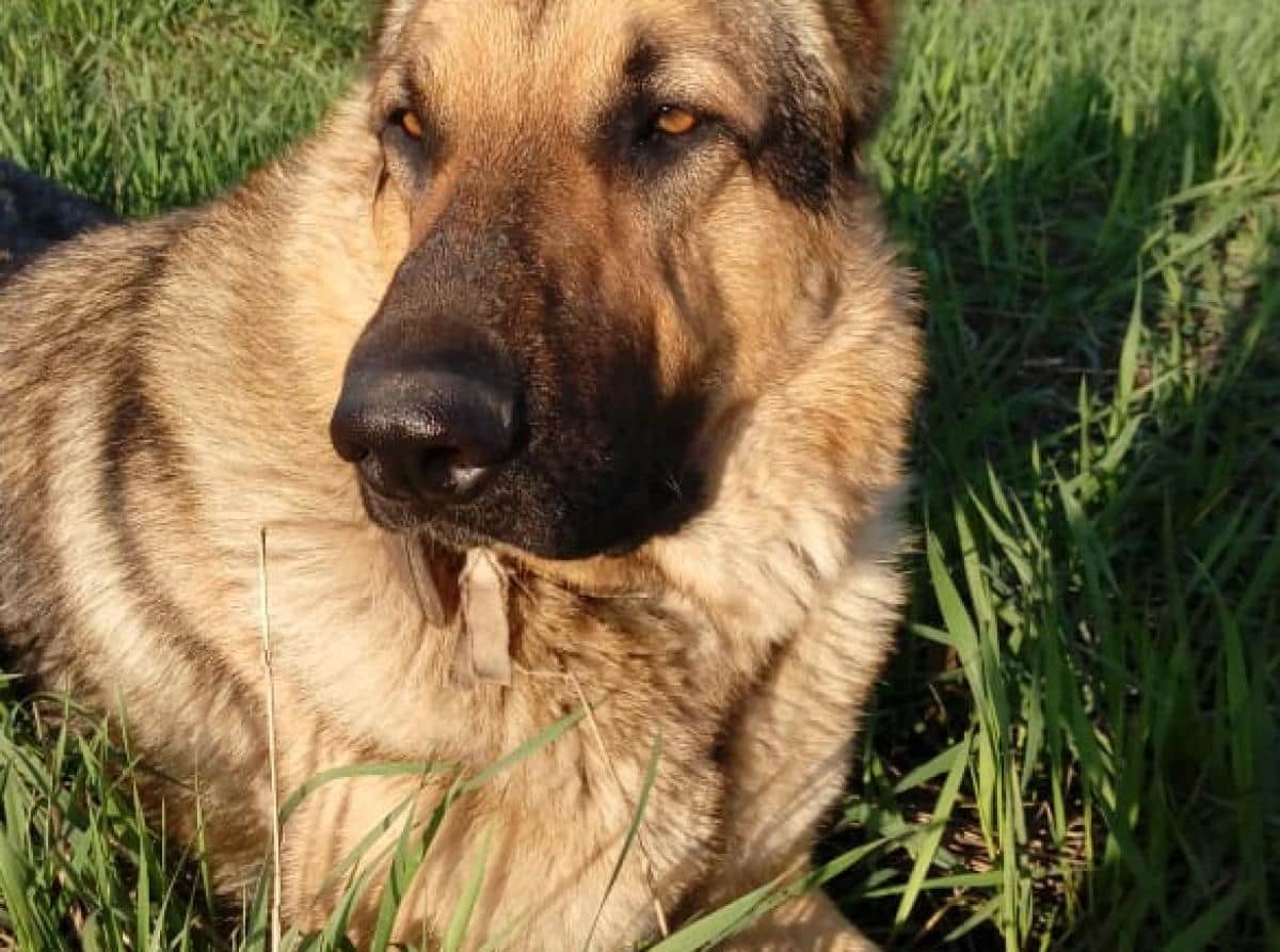 Пёс Сармат из Сыктывкара стал талисманом для добровольцев-участников СВО