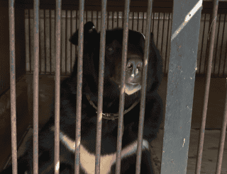 Семья пенсионеров-дрессировщиков строит дом для бывших цирковых медведей и енота