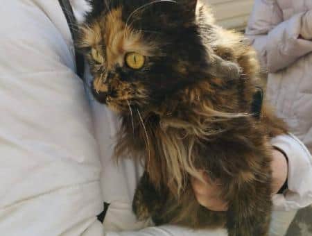 Кошка Мика две недели выживала в разрушенном самолётом доме в Ейске