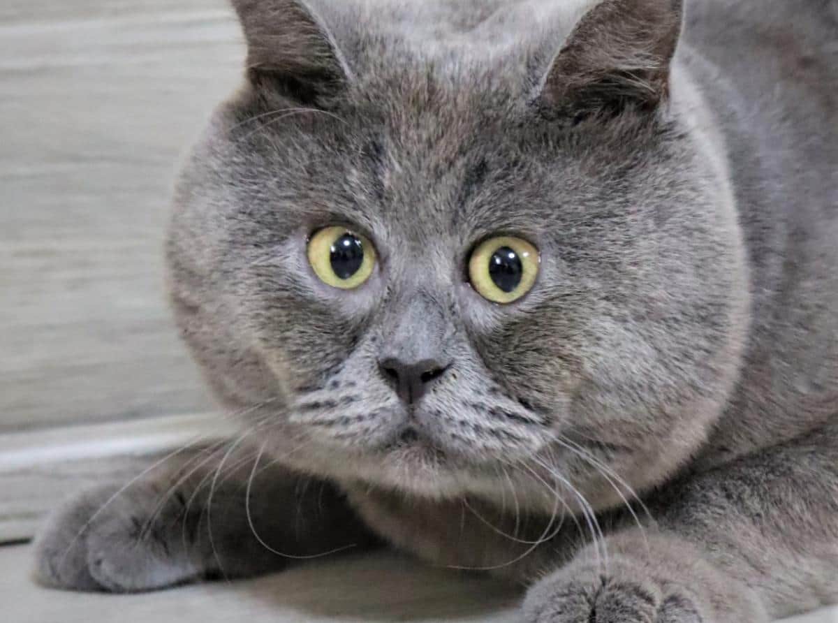 Звёздный кот-блогер Федя содержит приют на 50 хвостиков