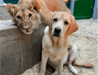 В Иркутске лабрадор Эльза усыновила львёнка и тигрят