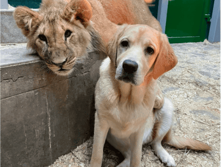В Иркутске лабрадор Эльза усыновила львёнка и тигрят