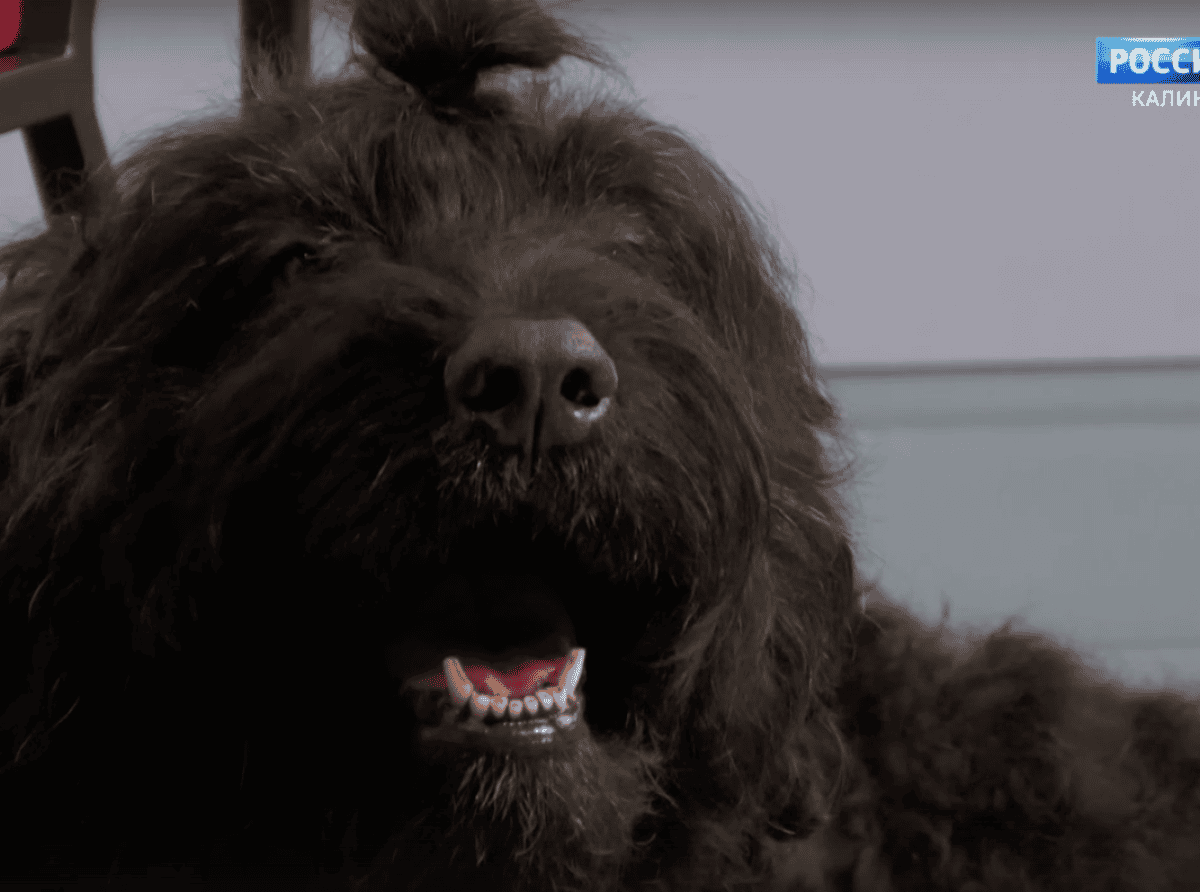 Собака-донор Челси спасла больше десяти собачьих жизней