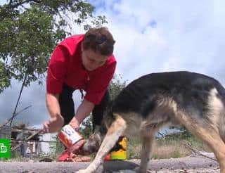 Приют «4 лапки» восемь лет спасает животных, пострадавших из-за боевых действий