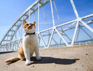 Легендарный хранитель Крымского моста кот Мостик помог найти хозяйку кубанского Хатико 