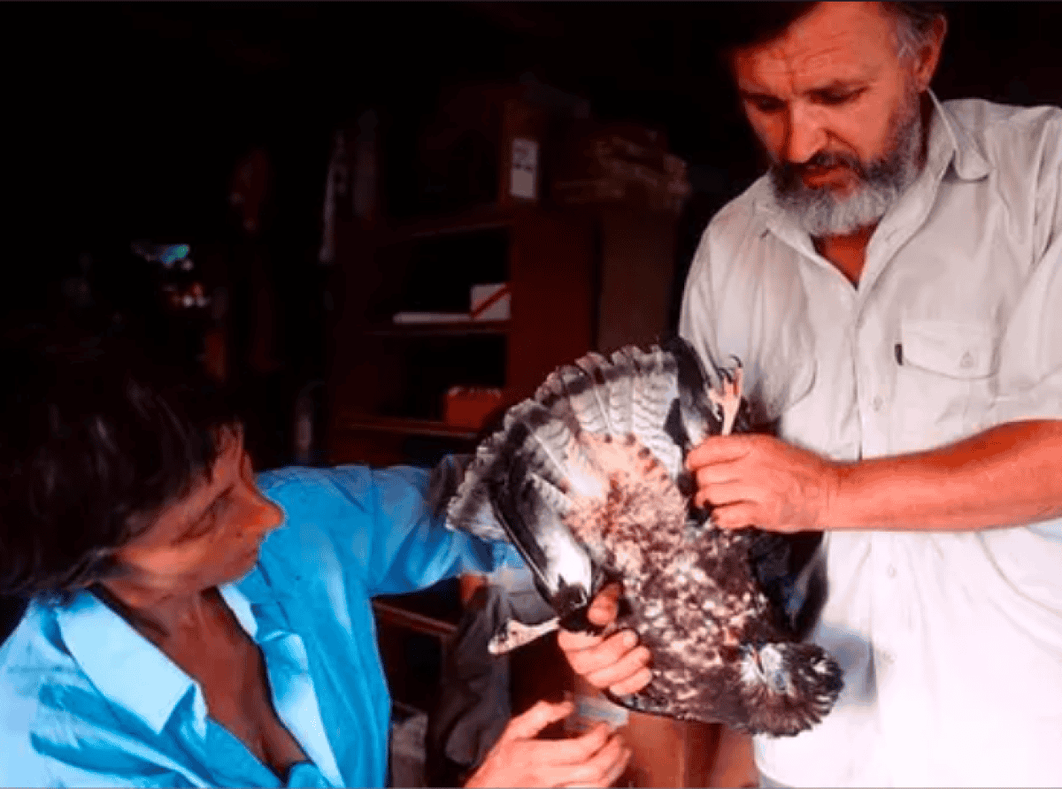 30 лет в реабилитационном центре «Ромашка» спасают покалеченных хищников