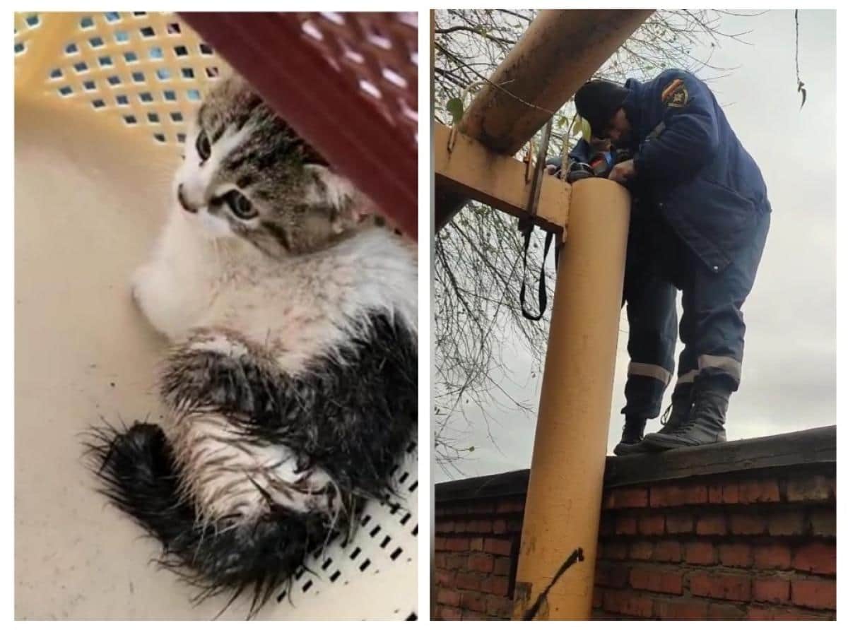 Шахтинские спасатели достали котенка из четырехметровой трубы