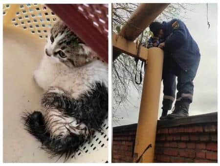 Шахтинские спасатели достали котенка из четырехметровой трубы