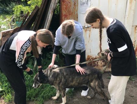 Twin sisters gave hope to homeless animals in Ryazan 