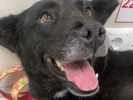 В Краснодаре бездомная собака Черника спасла мальчика, упавшего в обморок