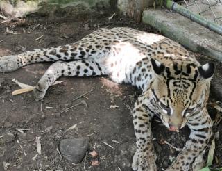 Peruvian hoteliers have created a zoo to save a predator from the jungle