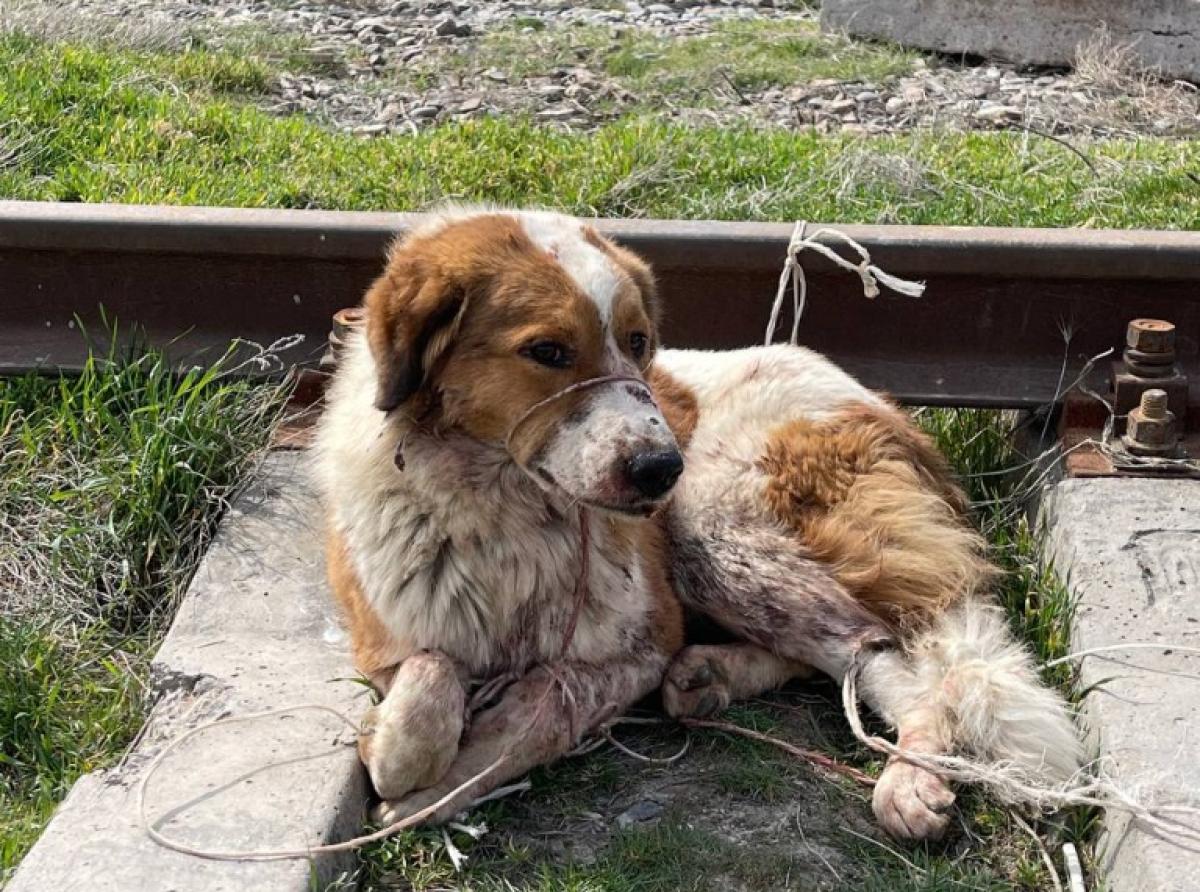 В Узбекистане волонтеры спасли избитую собаку, привязанную к рельсам