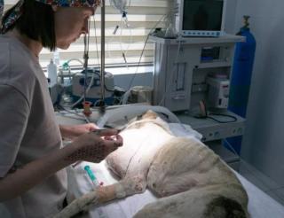 По программе «Миссия ДОБРО» ветеринар-онколог прооперировала собаку с огромной липомой, от которой отказались все