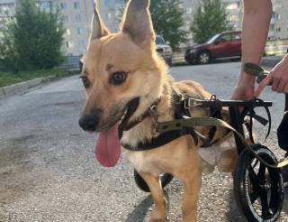 Новосибирские волонтёры спасли собаку с обмороженными лапами и купили ей инвалидную коляску