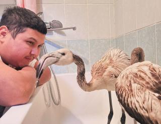 Казахстанский блогер спас замерзшего фламинго 