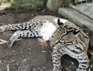 Перуанские отельеры ради спасения хищника из джунглей создали зоопарк