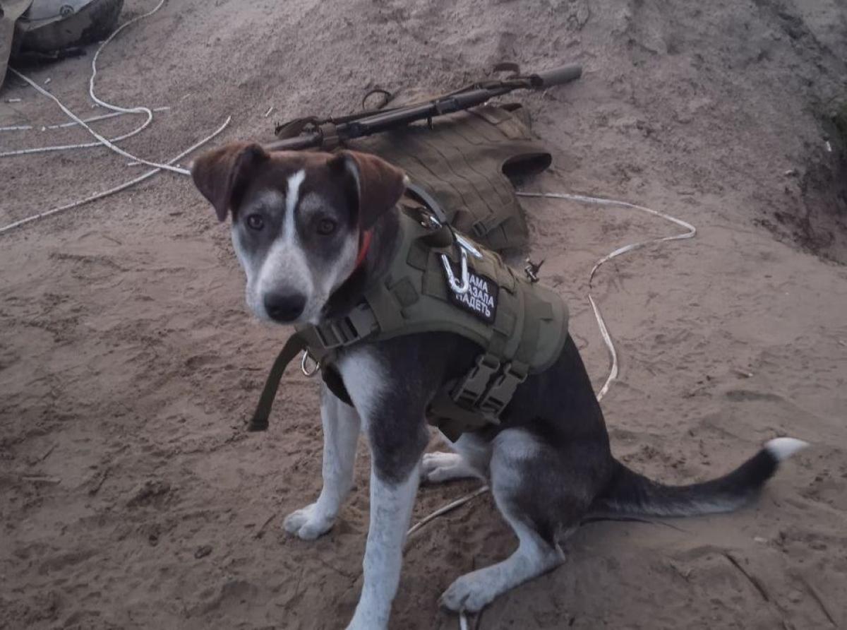 A mutt named Pobeda led the fighters through minefields and became a loyal guard for the soldiers.