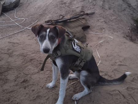 A mutt named Pobeda led the fighters through minefields and became a loyal guard for the soldiers.