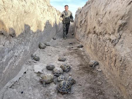 Kazakhstani eco-activists save the population of Central Asian turtles from farmers and poachers