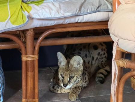 A family in the Nizhny Novgorod region sheltered a sick serval abandoned on the highway