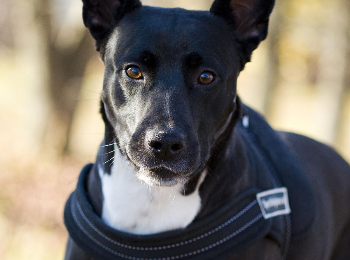 The three-legged dog Ehrman became a rehabilitologist for his relatives in a shelter for homeless animals