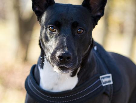 The three-legged dog Ehrman became a rehabilitologist for his relatives in a shelter for homeless animals