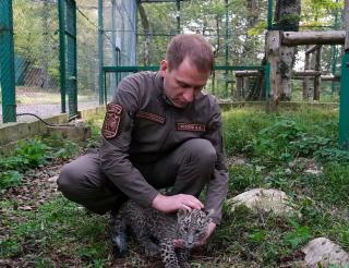 В Сочинском национальном парке специалисты восстанавливают популяцию почти вымерших леопардов на юге России