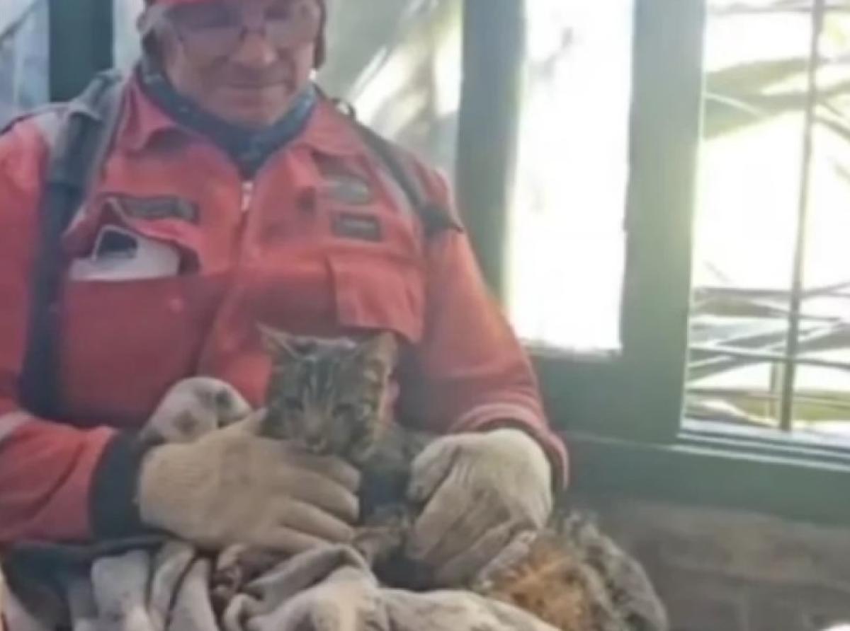 Argentine rescuers gave a second life to a cat that spent more than a week under the rubble