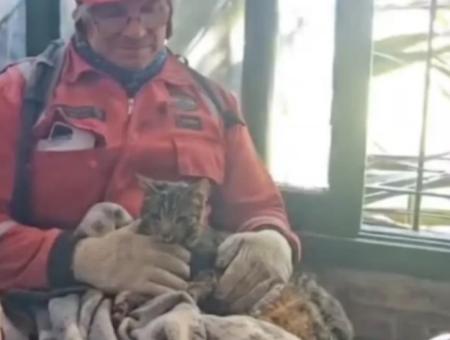 Argentine rescuers gave a second life to a cat that spent more than a week under the rubble