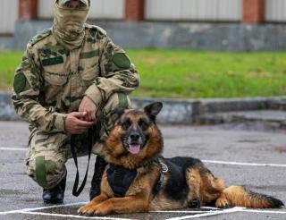 Служебный пес по кличке Жаир предотвратил теракт и спас жизни многим людям