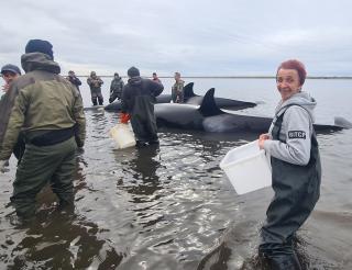 Жители Камчатки и спасатели три дня провели по пояс в воде, чтобы спасти касаток