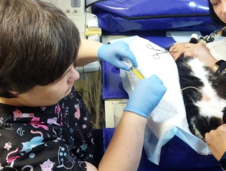 Veterinary clinic in Kaliningrad rescues "tails" in serious condition and helps local shelters to survive