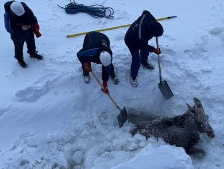 Моряки атомного ледокола «Якутия» спасли лосиху