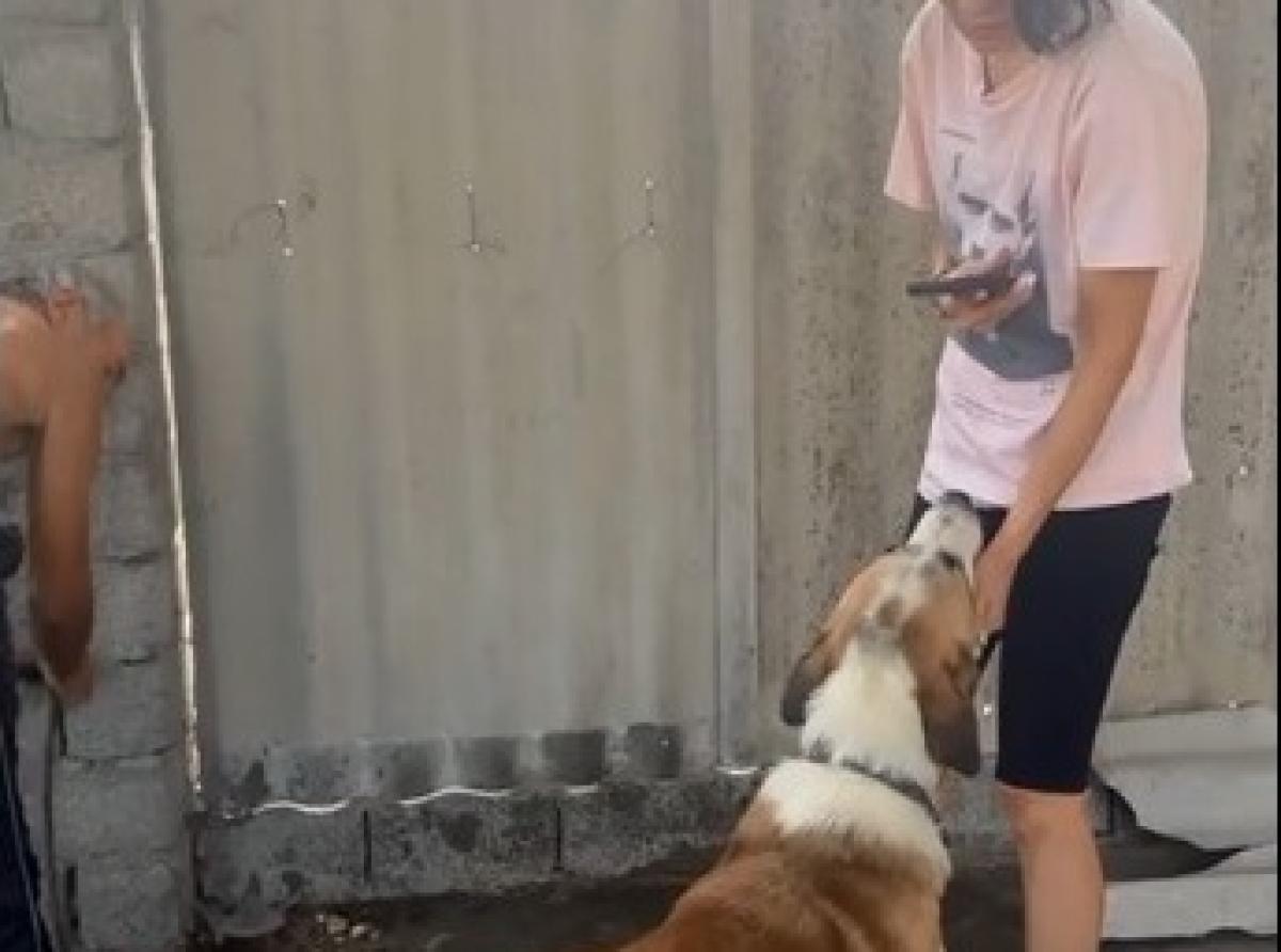 In Tashkent region, volunteers had to rescue dogs from a slaughterhouse 