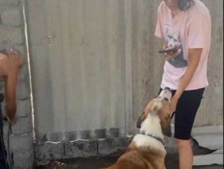 В Ташкентской области волонтерам пришлось вызволять собак из бойни