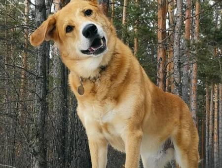 Happy the dog became an eco-inspector dog in Krasnoyarsk