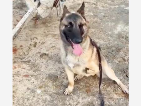 В Китае трёхлапый пёс Бартон стал сотрудником спецназа