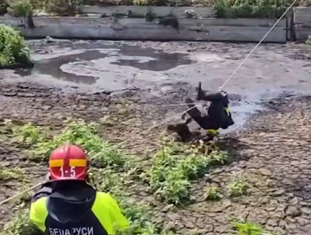 Белорусские спасатели более тысячи раз в 2025 году выезжали на вызовы для помощи животным