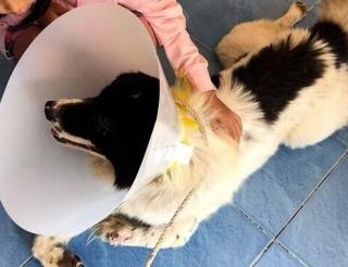 Трехлапый пес спас хозяина от смертельно опасной змеи