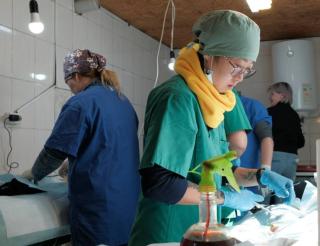 A volunteer from Kazakhstan trained as a veterinarian and created the only vetmobile in the country