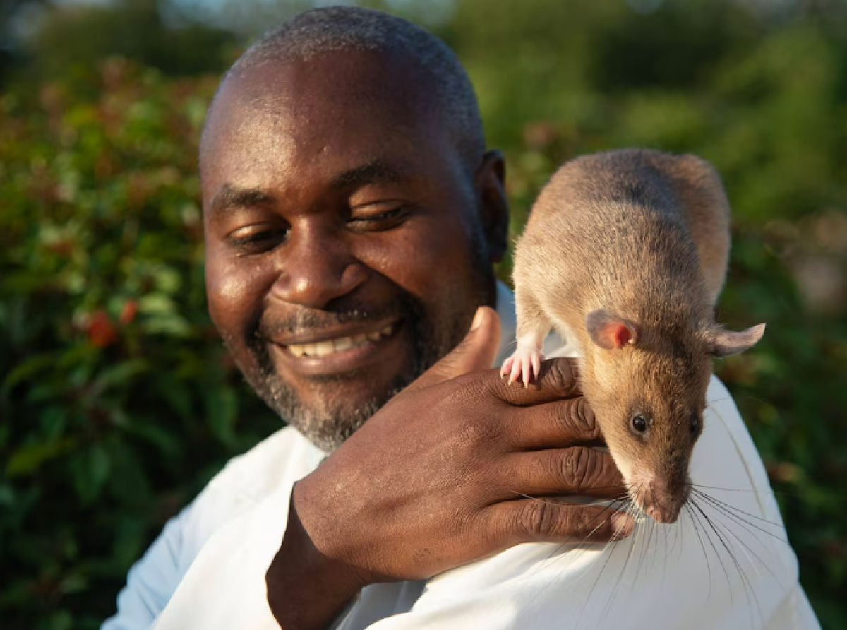 Крыса по кличке Каролина из Танзании помогала выявлять туберкулёз у пациентов