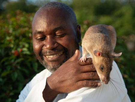 Крыса по кличке Каролина из Танзании помогала выявлять туберкулёз у пациентов